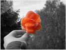 l'amour color la vi
