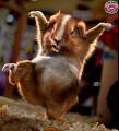 hamster en folie