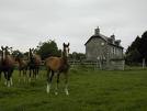 un peu de trot