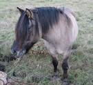 poney