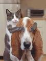 chat é chien s'entende?