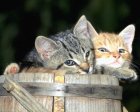 ils sont tro mimi!