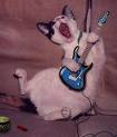 chat en delire!